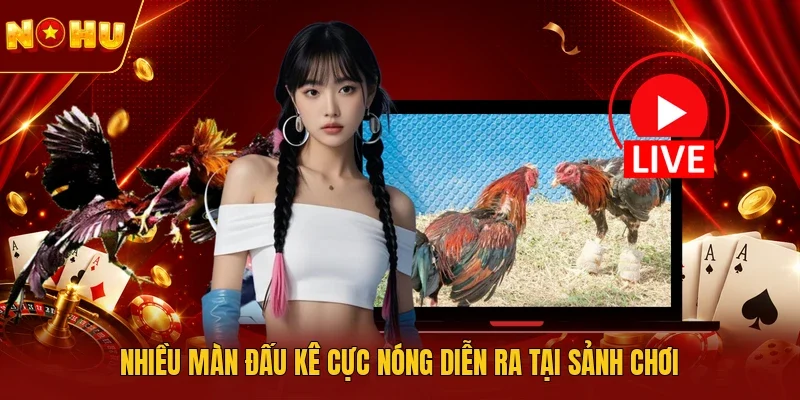Nhiều màn đấu kê cực nóng diễn ra tại sảnh chơi
